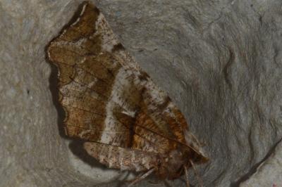 <i>Selenia dentaria</i>