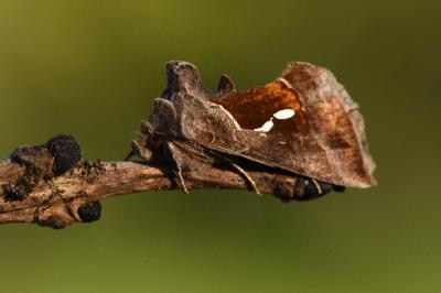 <i>Macdunnoughia confusa</i>