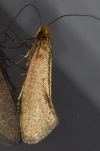 <i>Nematopogon adansoniella</i>