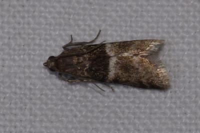 <i>Elegia atrifasciella</i>