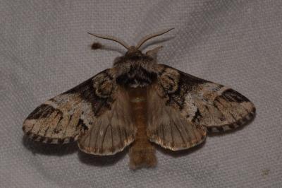 <i>Drymonia dodonaea</i>