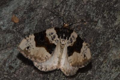 <i>Cosmorhoe ocellata</i>