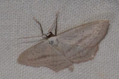 <i>Scopula emutaria</i>