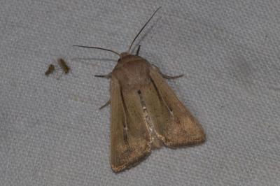<i>Mythimna sicula</i>