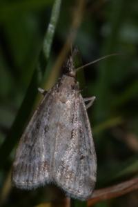 <i>Eudonia pallida</i>