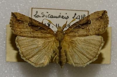 <i>Hypena rostralis</i>