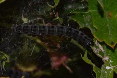<i>Yponomeuta padella</i>