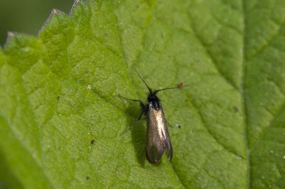 <i>Adela reaumurella</i>