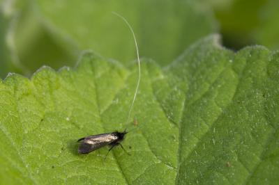 <i>Adela reaumurella</i>