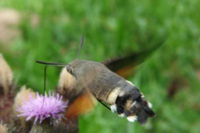 <i>Macroglossum stellatarum</i>