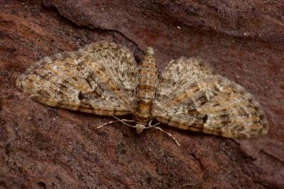 <i>Eupithecia dodoneata</i>