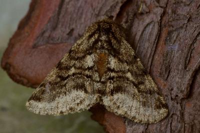 <i>Lycia hirtaria</i>