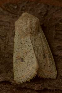 <i>Orthosia gracilis</i>