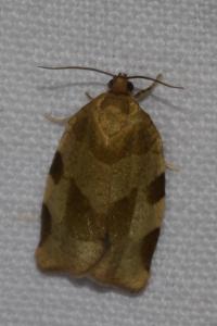 <i>Choristoneura hebenstreitella</i>