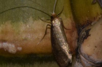 <i>Nematopogon metaxella</i>