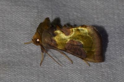 <i>Diachrysia chrysitis/stenochrysis</i>