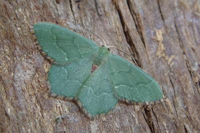 <i>Hemithea aestivaria</i>