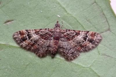 <i>Gymnoscelis rufifasciata</i>