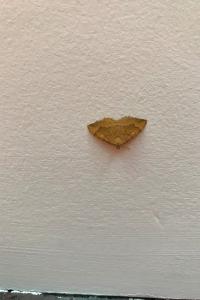 <i>Camptogramma bilineata</i>