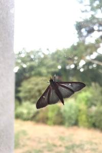 <i>Cydalima perspectalis</i>