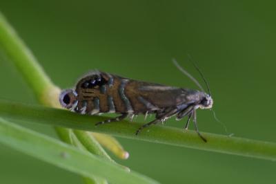 <i>Glyphipterix thrasonella</i>
