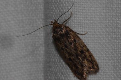 <i>Hofmannophila pseudospretella</i>