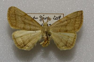 <i>Pechipogo strigilata</i>