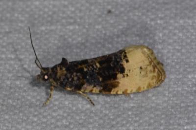 <i>Hedya ochroleucana</i>