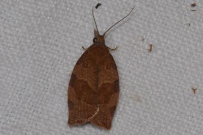 <i>Pandemis heparana</i>