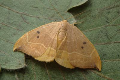 <i>Watsonalla binaria</i>