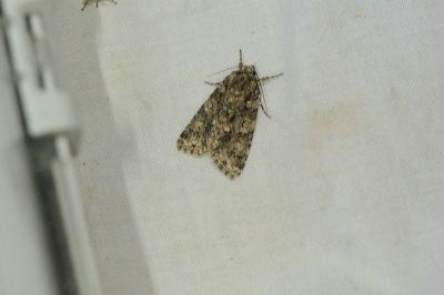 <i>Acronicta rumicis</i>