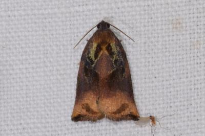 <i>Archips podana</i>