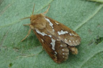 <i>Korscheltellus lupulinus</i>