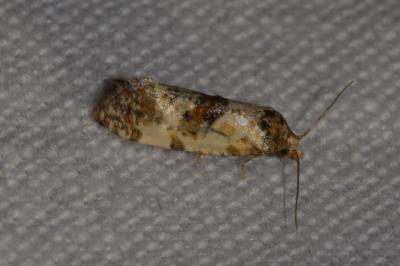 <i>Cochylis molliculana</i>