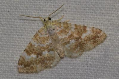 <i>Perizoma flavofasciata</i>