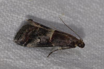 <i>Acrobasis marmorea</i>