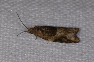<i>Rhopobota naevana</i>