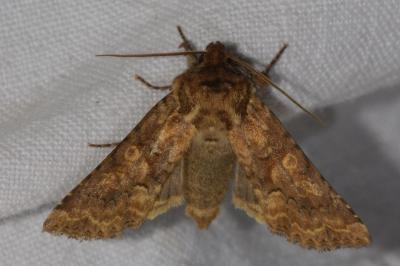 <i>Conisania luteago</i>