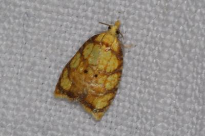 <i>Acleris bergmanniana</i>