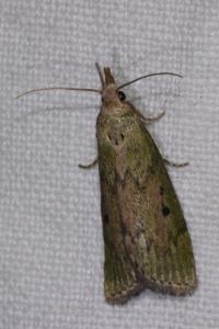 <i>Aphomia sociella</i>
