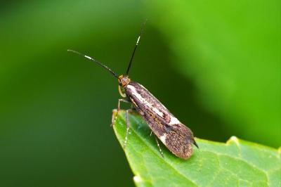 <i>Esperia sulphurella</i>