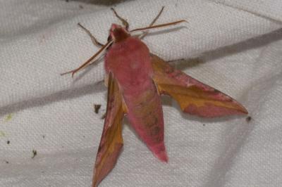 <i>Deilephila porcellus</i>