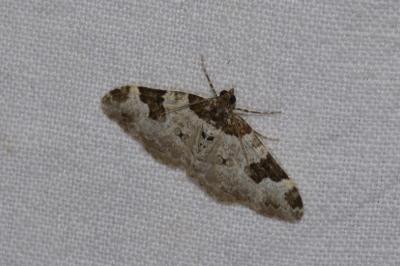 <i>Xanthorhoe fluctuata</i>