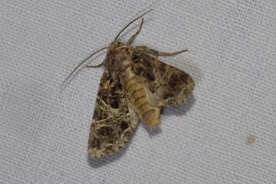 <i>Hadena bicruris</i>