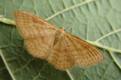 <i>Idaea ochrata</i>