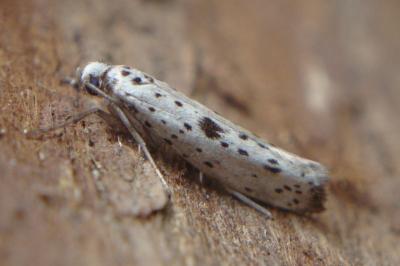 <i>Yponomeuta plumbella</i>