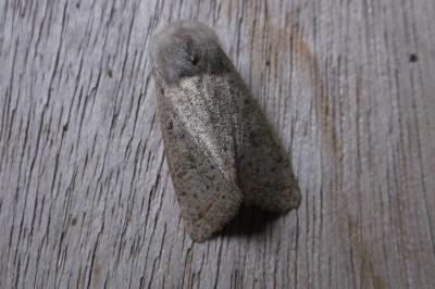 <i>Orthosia cerasi</i>