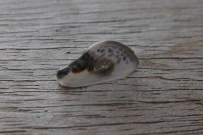 <i>Cilix glaucata</i>