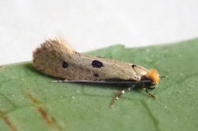 <i>Tinea trinotella</i>