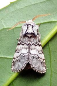 <i>Drymonia ruficornis</i>